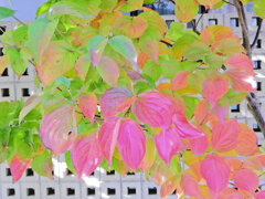 山法師 （やまぼうし）の紅葉　２