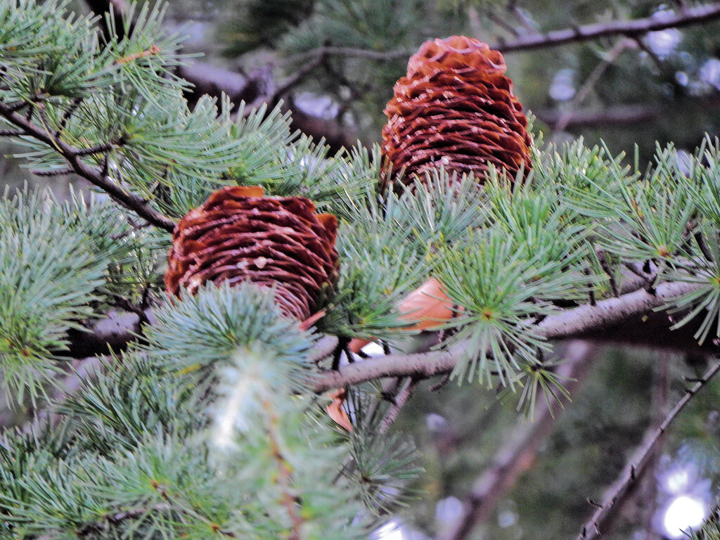 ヒマラヤスギ　実　１