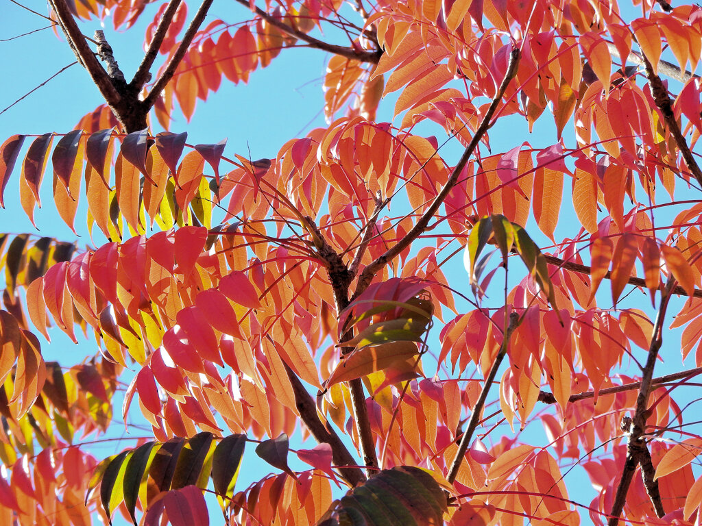 「山黄櫨（やまはぜ）」（紅葉）７