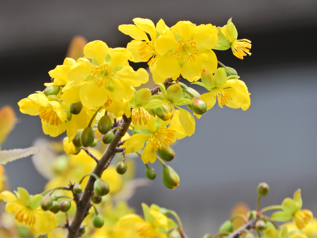 ミッキーマウスの木   （オクナ・セルラタ）花　１