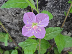 赤花夕化粧 （あかばなゆうげしょう）４