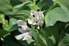 ソラマメの花　３