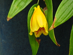 キイジョウロウホトトギス　(紀伊上臈杜鵑草)６