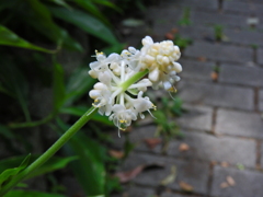 薮茗荷 （やぶみょうが）花　１