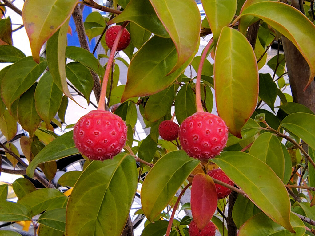 真冬の　ヤマボウシの実　１