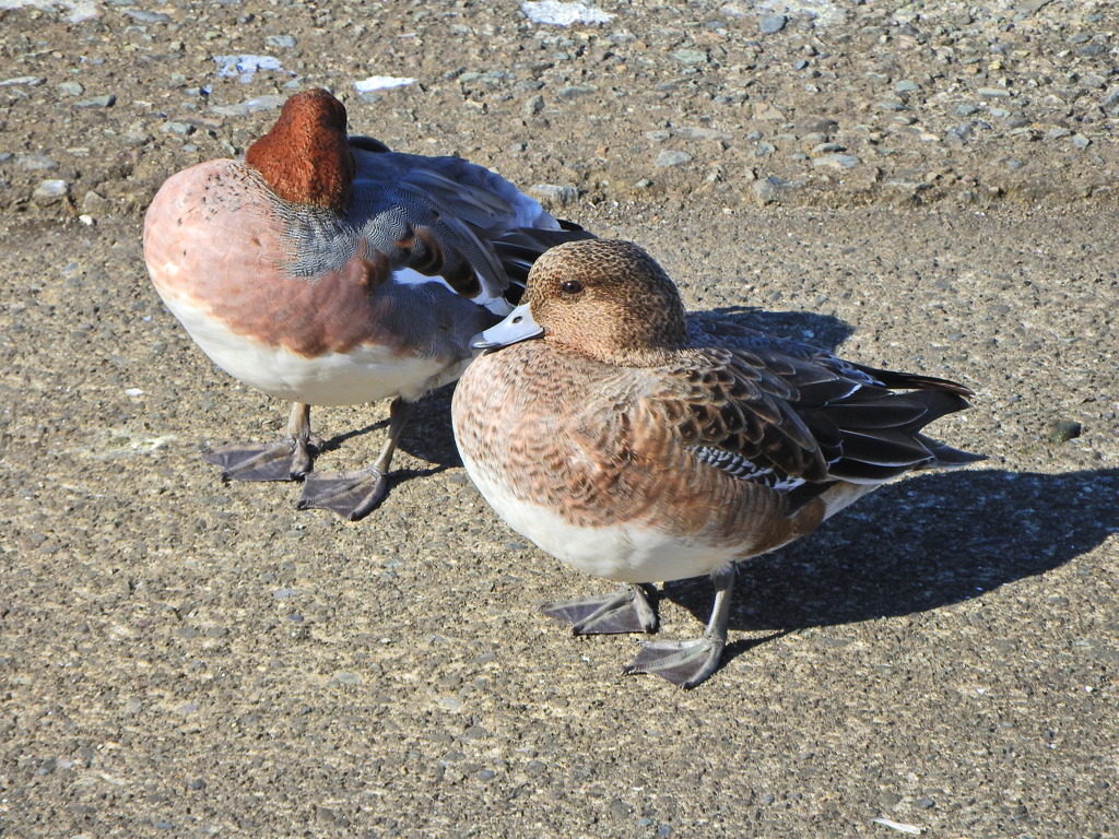 ヒドリガモ　さん　７