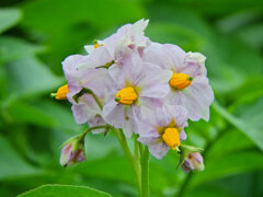 近所の畑のジャガイモの花　４