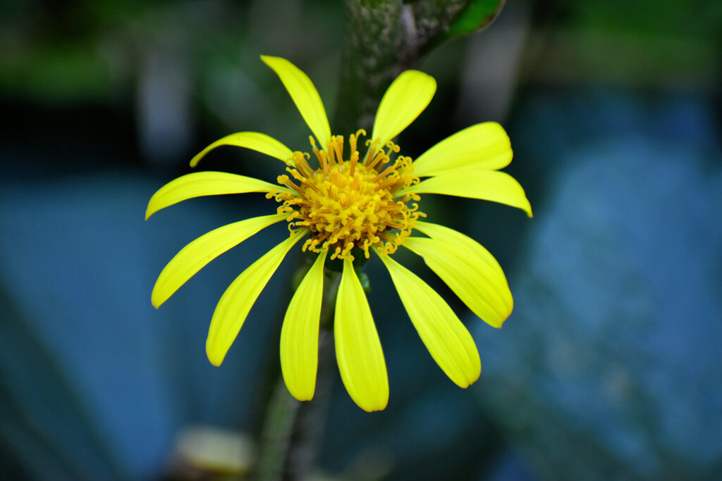 石蕗（ツワブキ）花　５