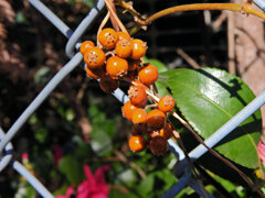 屁糞蔓 （へくそかずら）（実）１