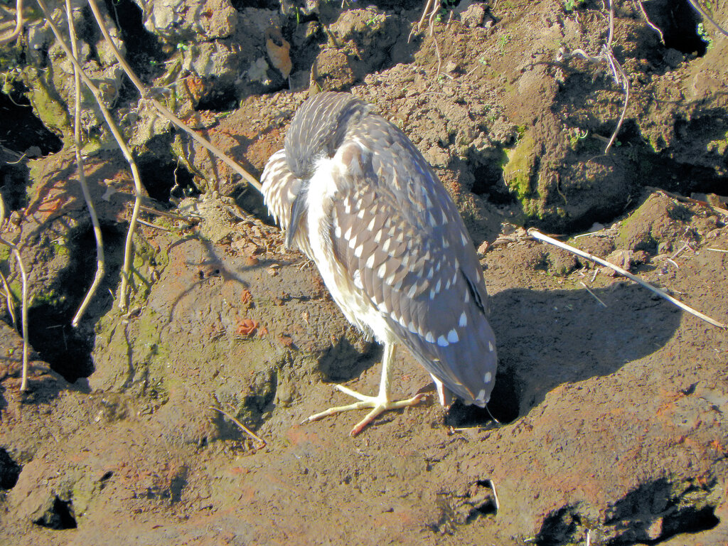 ゴイサギの幼鳥　ホシゴイ　1/2