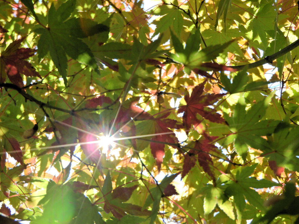 近所のお寺で　紅葉　１０
