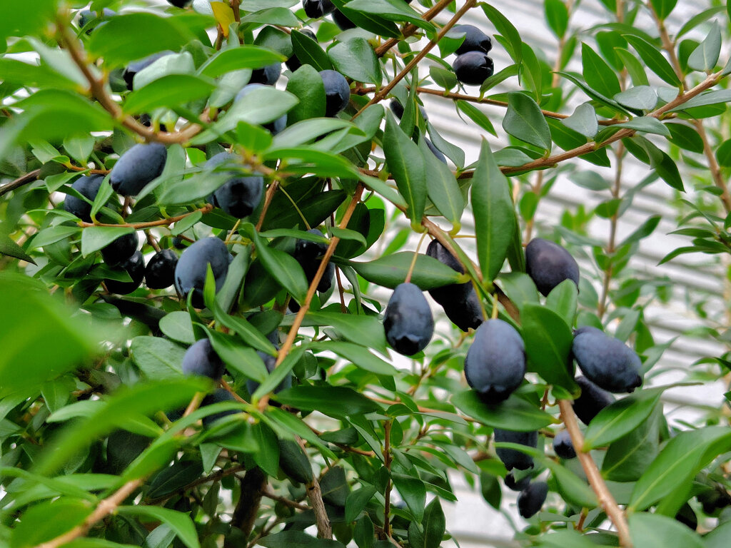 銀梅花 （ぎんばいか）（黒い実）３