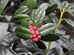 柊黐 （ひいらぎもち）　６