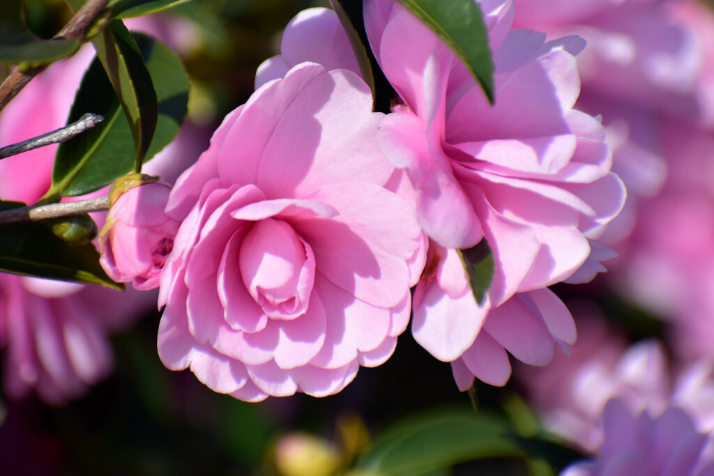 山茶花　２