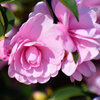 山茶花　２
