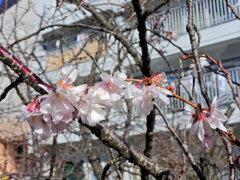 二ヶ領用水路で　十月桜　４