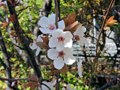 紅李 （べにすもも）花　１