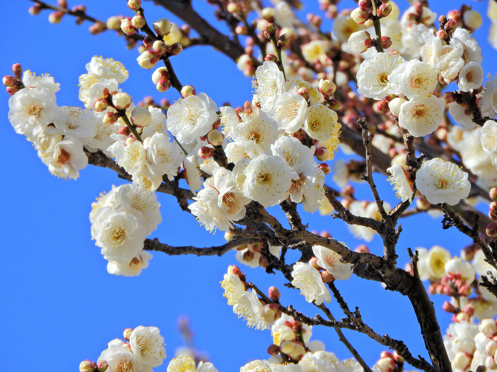 今日の白梅　２