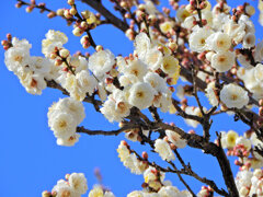 今日の白梅　２