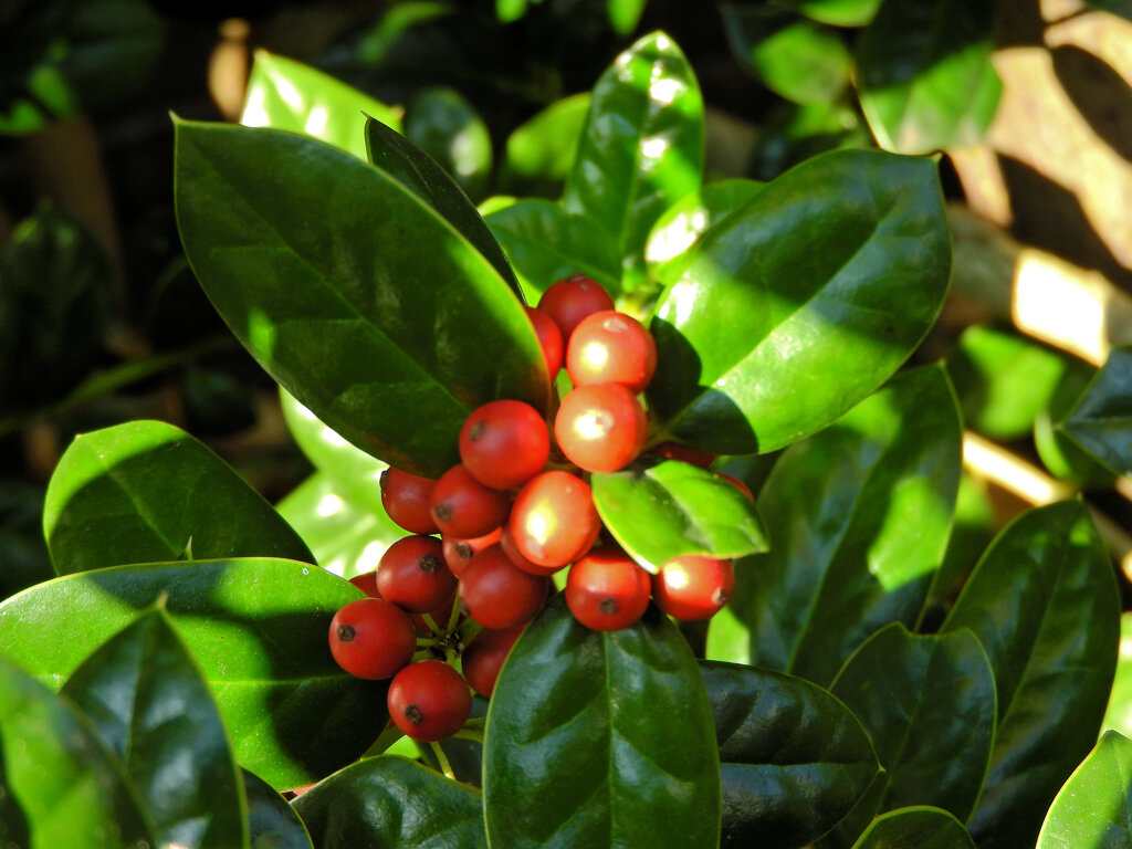 チャイニーズ・ホーリー　４