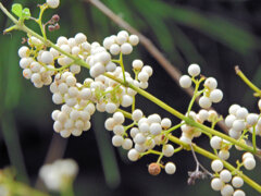 「白実の小紫」の実 5 「白実の小紫」の実 5