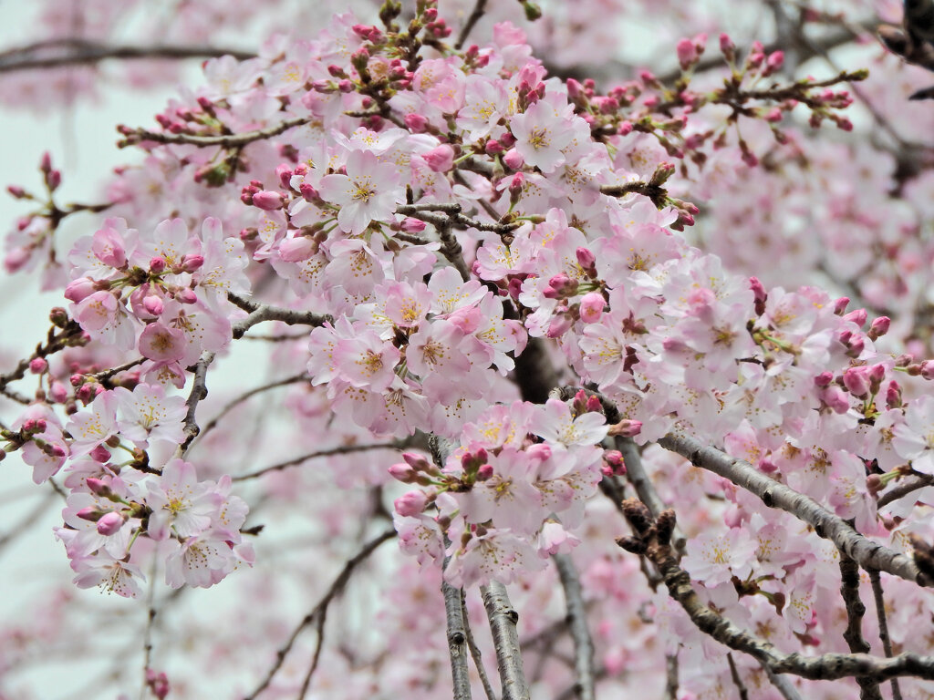 枝垂れ桜　開花　４
