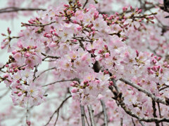 枝垂れ桜　開花　４