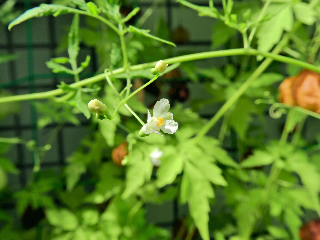風船葛 （ふうせんかずら）の花　１　