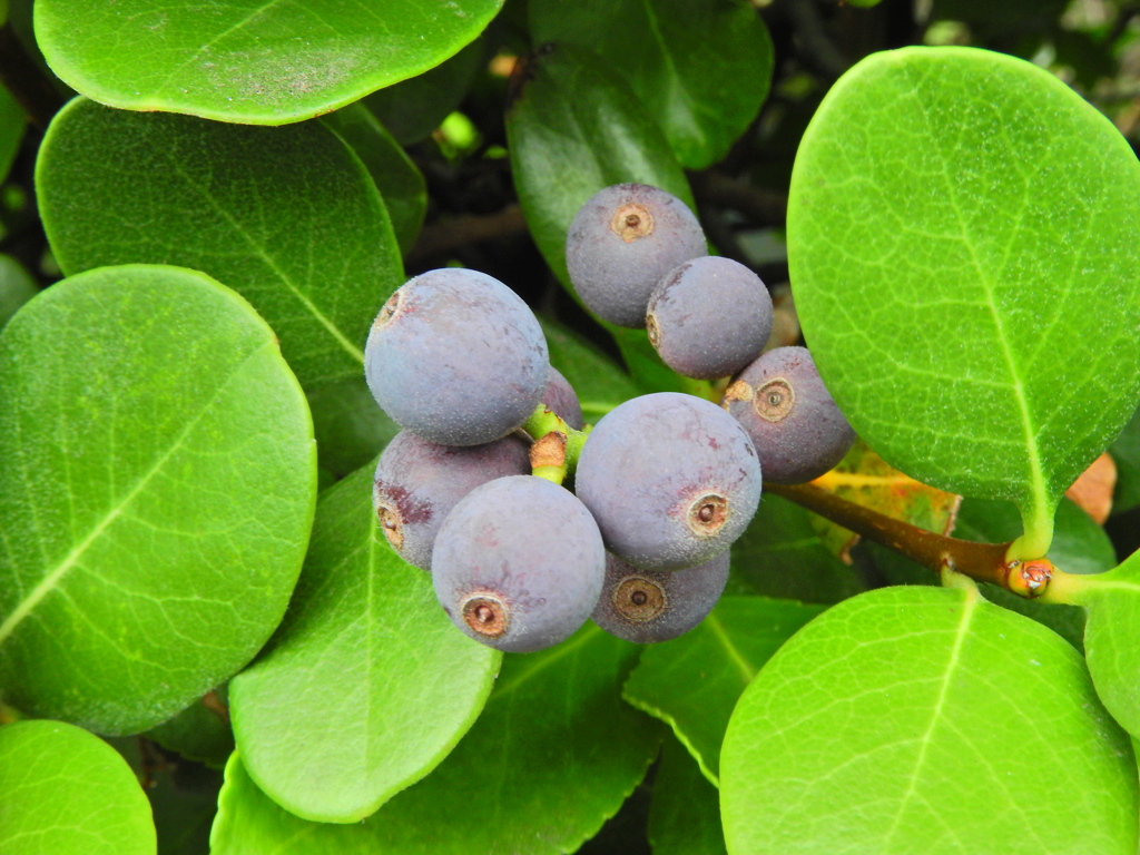 丸葉車輪梅 （まるばしゃりんばい）実　４