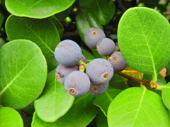 丸葉車輪梅 （まるばしゃりんばい）実　４