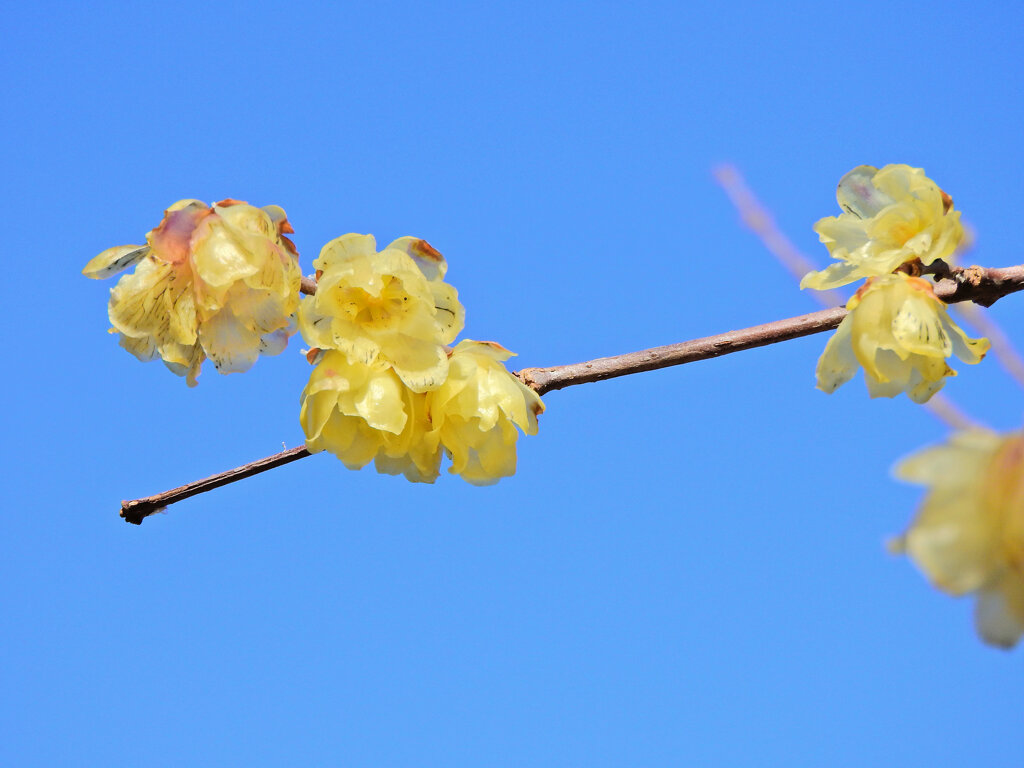 川崎市神庭緑地公園で　蝋梅　１　
