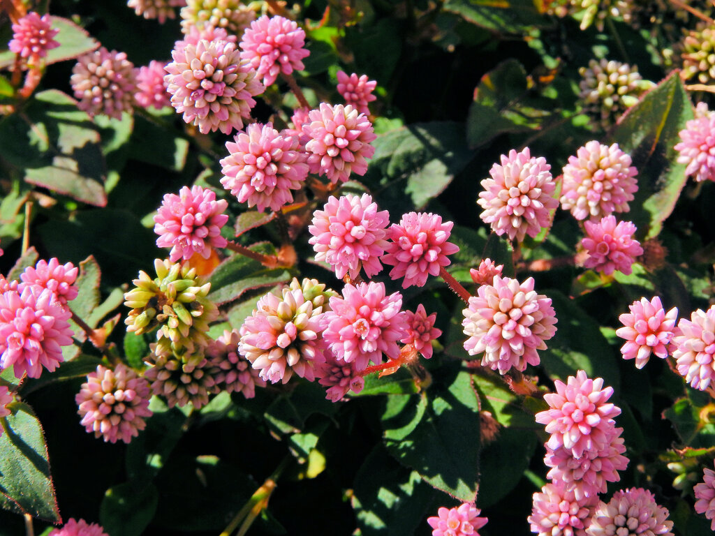 姫蔓蕎麦 （ひめつるそば）（ポリゴナム）３