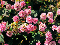 姫蔓蕎麦 （ひめつるそば）（ポリゴナム）３