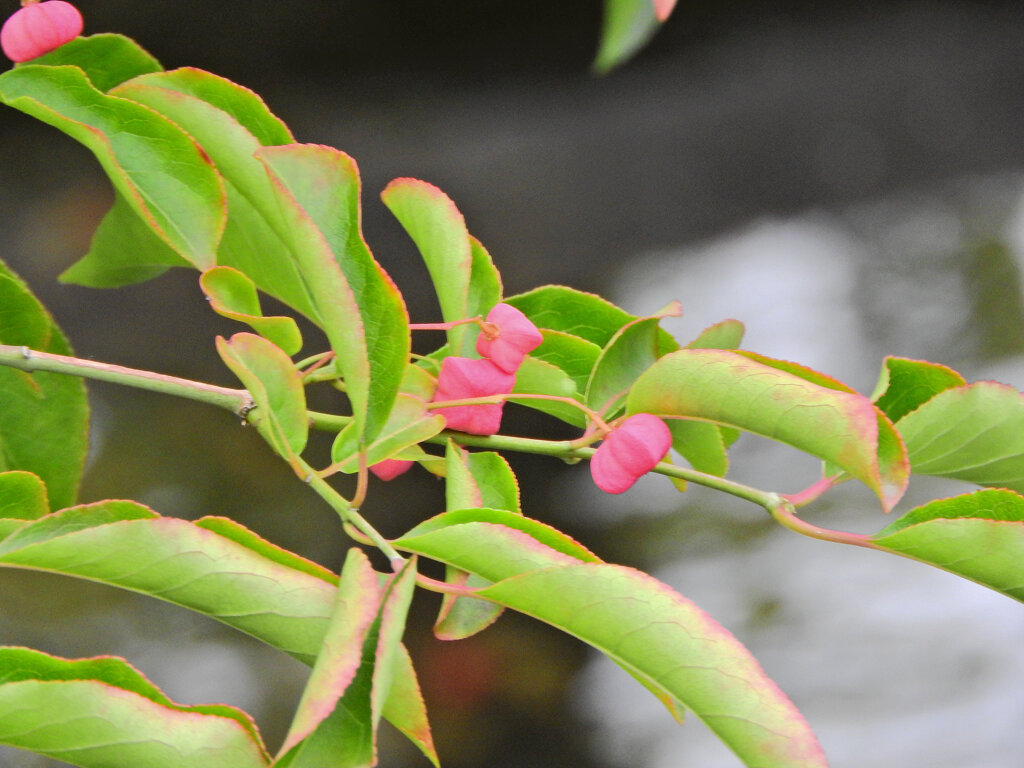 真弓 （まゆみ）３