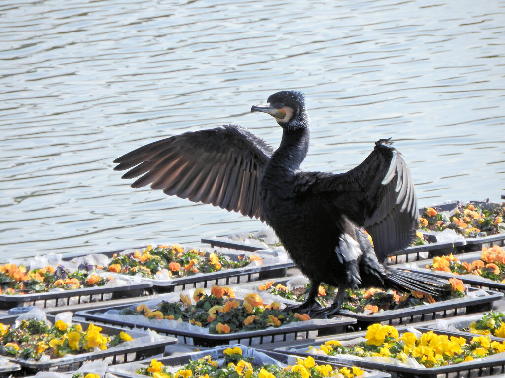 等々力緑地公園・・釣り堀池・・花イカダで　カワウ　１