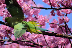 河津桜を喰い散らす　ワカケホンセイインコ　⑨