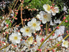 白梅　５