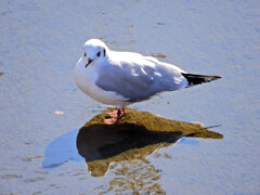 ユリカモメ　さん　６