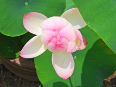 蓮の花　７