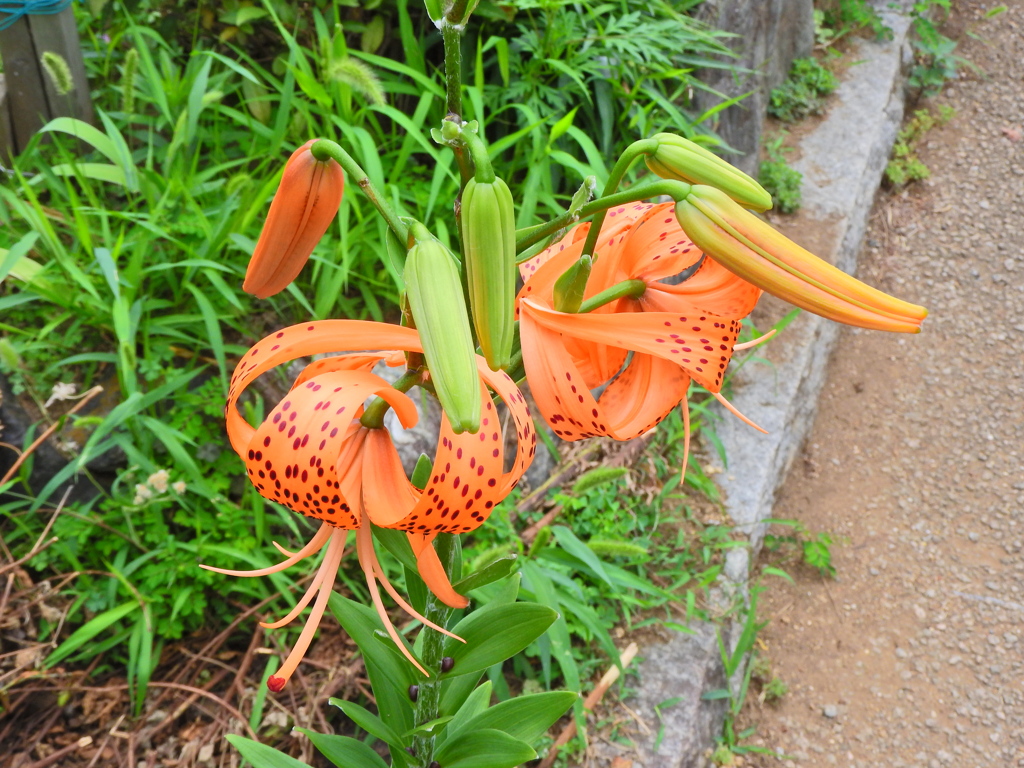 鬼百合　３