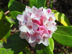 良いかほり　沈丁花　３