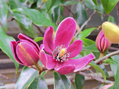 オガタマノキ・パープルクイーン　５