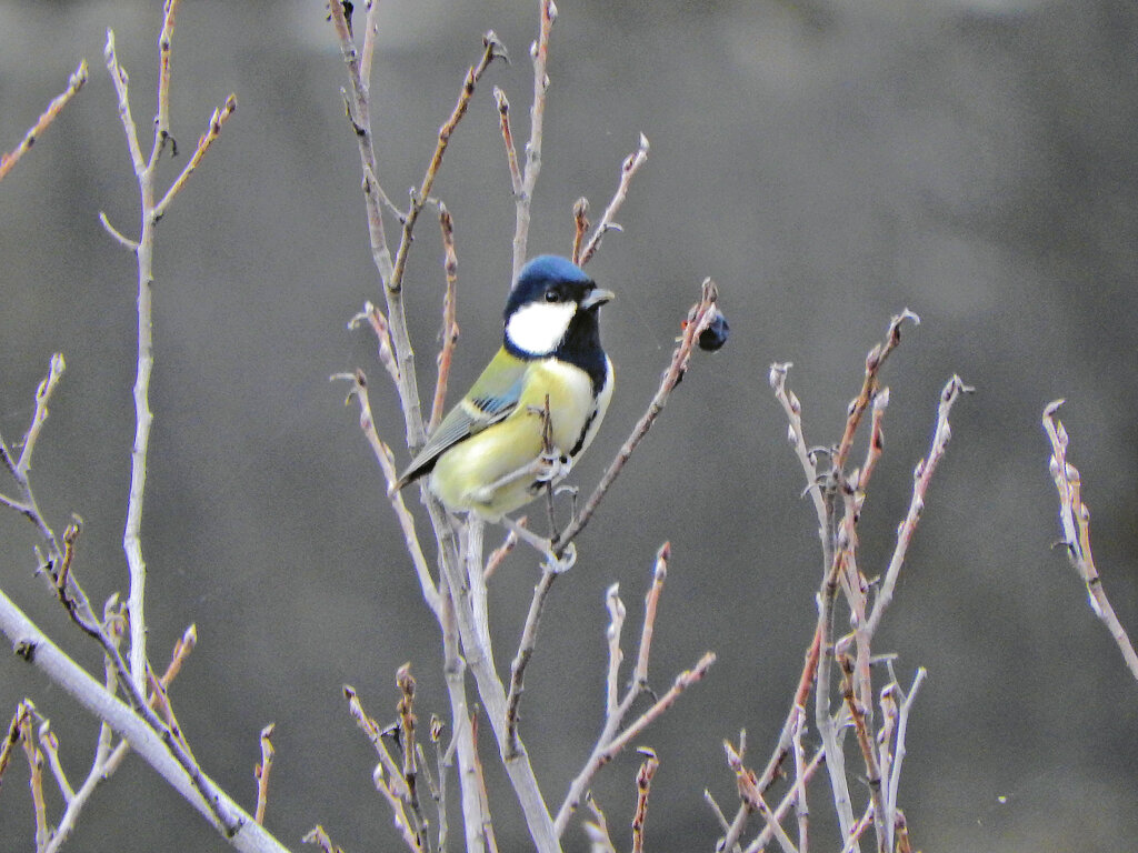 四十雀さん　１