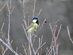 四十雀さん　１