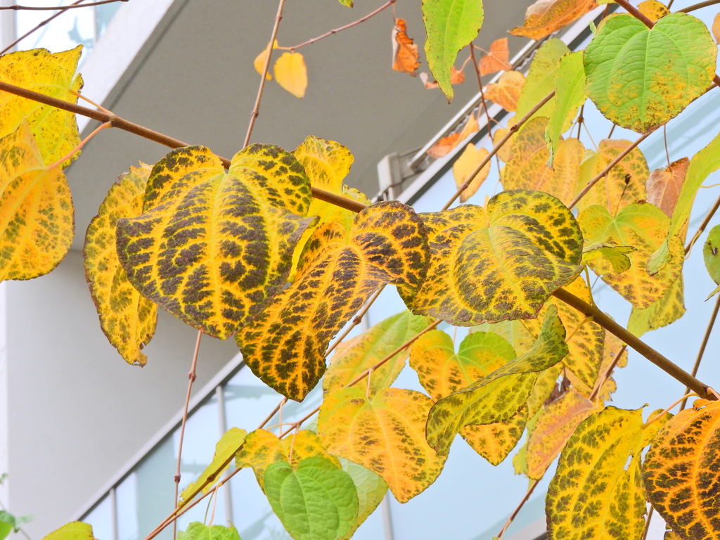 桂 （かつら）の紅葉　２