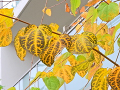 桂 （かつら）の紅葉　２