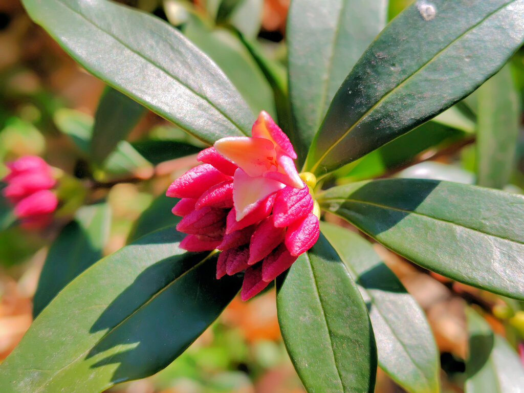 沈丁花 （じんちょうげ）が開花　４