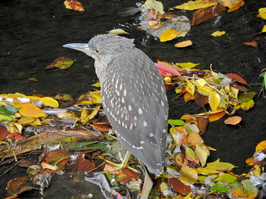 落ち葉だらけでお魚が見えない・・ホシゴイ　１