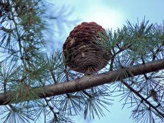 ヒマラヤスギ　実　５