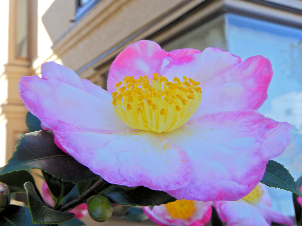 サザンカ 〜冬が来る〜 ３